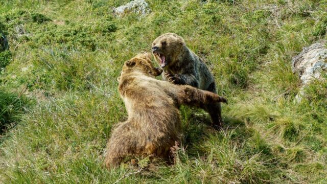 bear — Bear Attack: Can Humans & Wild Animals Coexist? (featured)