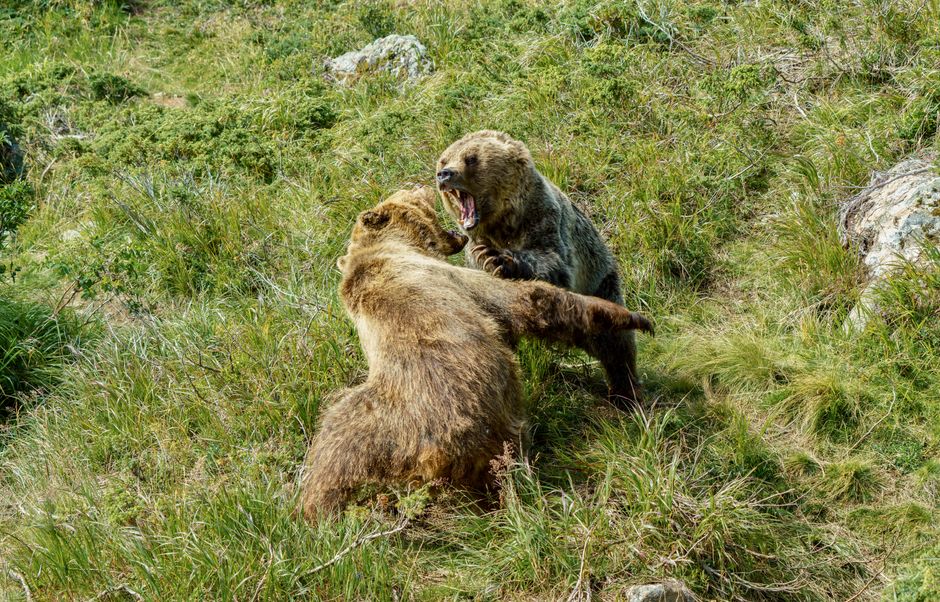 bear — Bear Attack: Can Humans & Wild Animals Coexist? (featured)