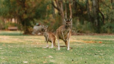 artificial intelligence — Australia’s AI Reckoning: Can Canberra Tame Tech Giants? (featured)