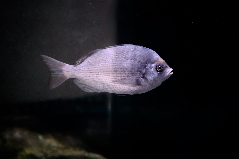 Scientists — The Elephantnose Fish: Nature's Silent Supercomputer (featured)