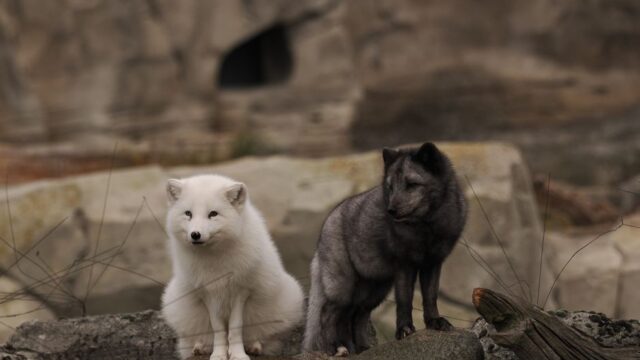 Blue Fox — Tubi's Global Play: A Calculated Bet on YA Content? (featured)