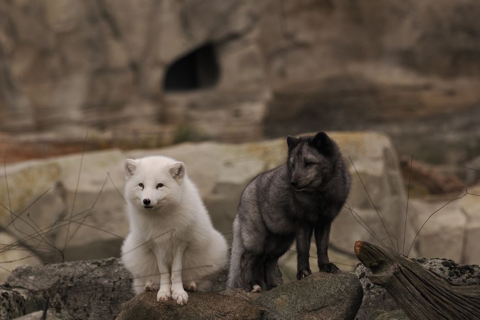 Blue Fox — Tubi's Global Play: A Calculated Bet on YA Content? (featured)