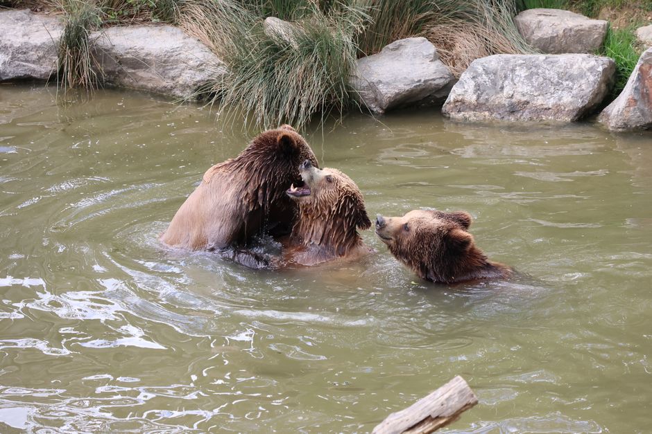 bear — Bear Attack: Can Humans & Wild Animals Coexist? (inline 1)