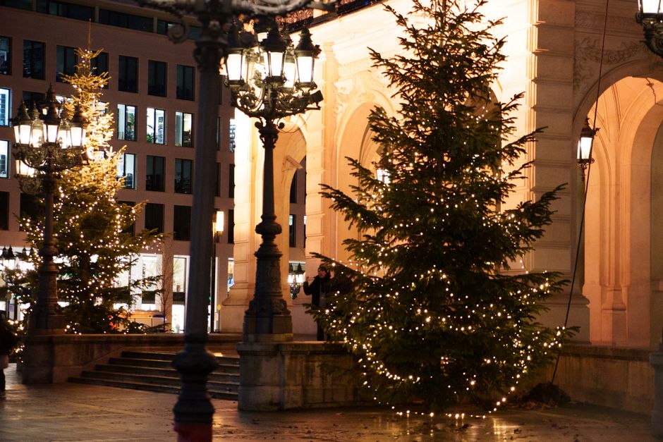 In — Christmas Trees: Eco-Booster or Political Waste? (inline 2)