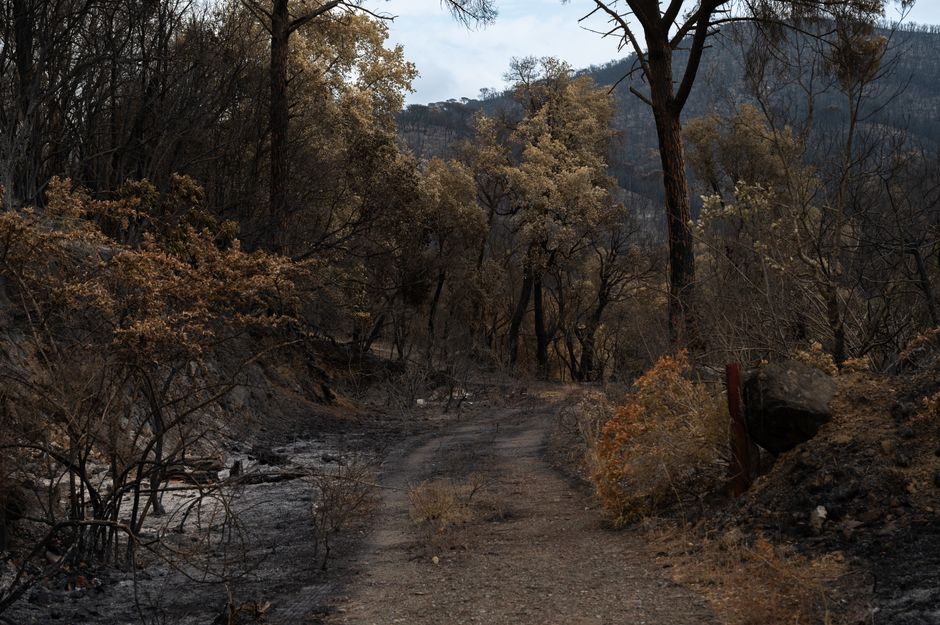Lives — UK Wildfires: Why AI Could Save Lives, If Westminster Dares (inline 2)