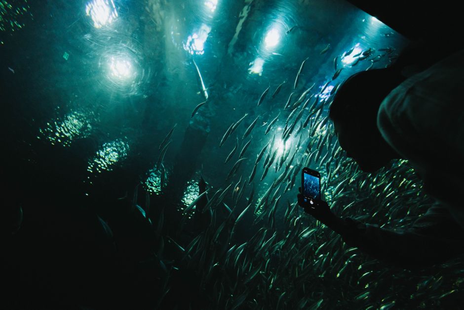 Scientists — The Elephantnose Fish: Nature's Silent Supercomputer (inline 1)