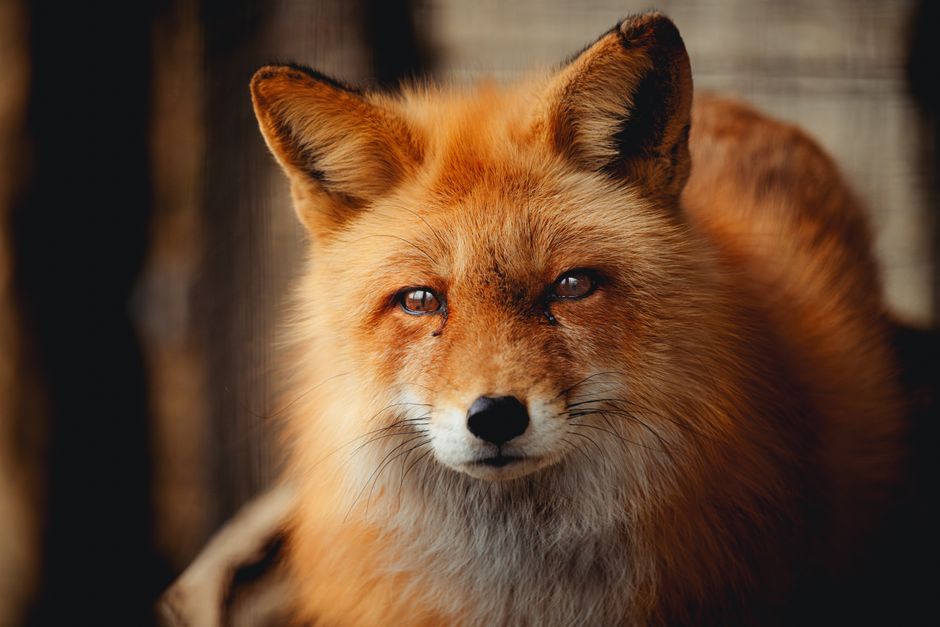 Blue Fox — Tubi's Global Play: A Calculated Bet on YA Content? (photo)