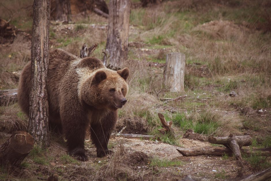 bear — Bear Attack: Can Humans & Wild Animals Coexist? (inline 2)