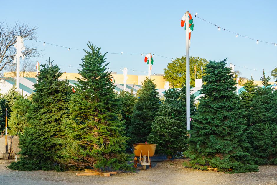 In — Christmas Trees: Eco-Booster or Political Waste? (inline 3)