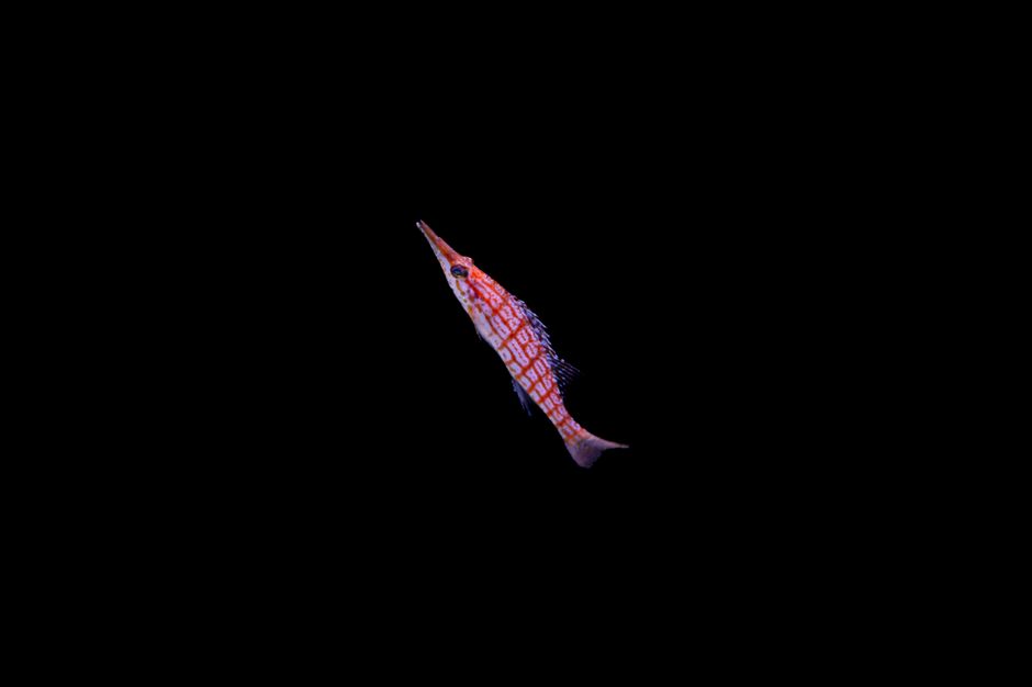 Scientists — The Elephantnose Fish: Nature's Silent Supercomputer (inline 2)