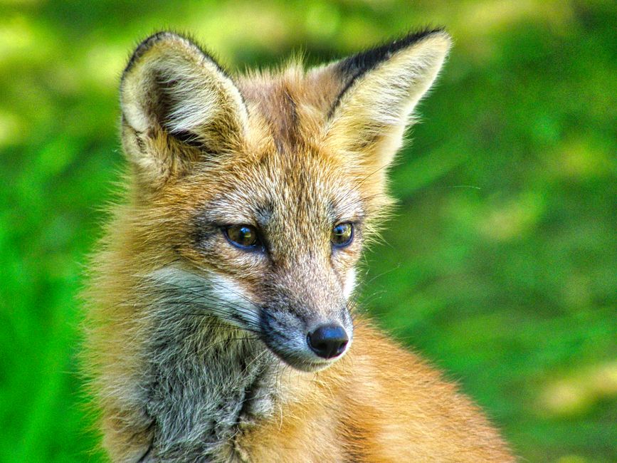 Blue Fox — Tubi's Global Play: A Calculated Bet on YA Content? (photo)