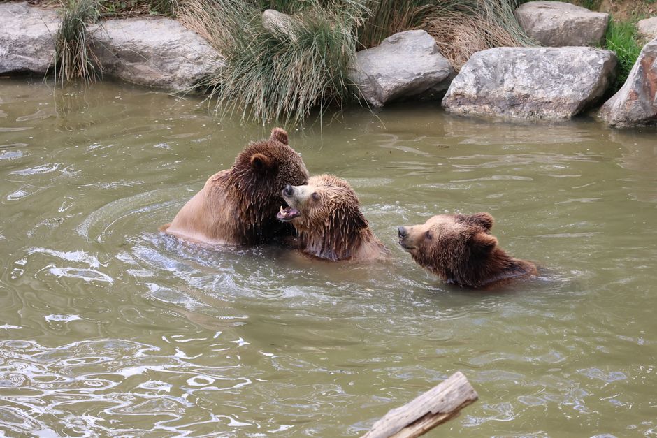 bear — Bear Attack: Can Humans & Wild Animals Coexist? (inline 3)