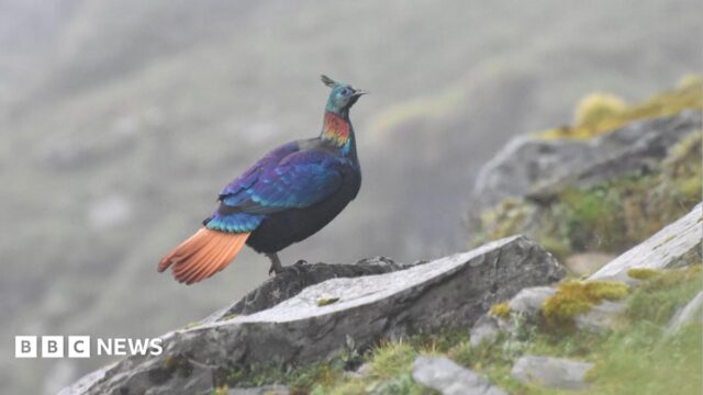 Himalayan — Himalaya’s Monal: Is South Asia Silencing Its Own Nature? (featured)