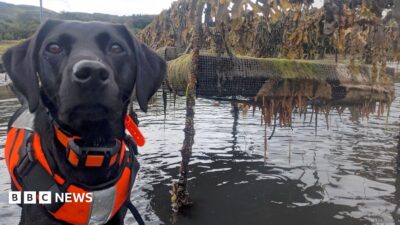 Dog — Britain's Biosecurity: Is a Sea-Squirt Dog the Future (featured)