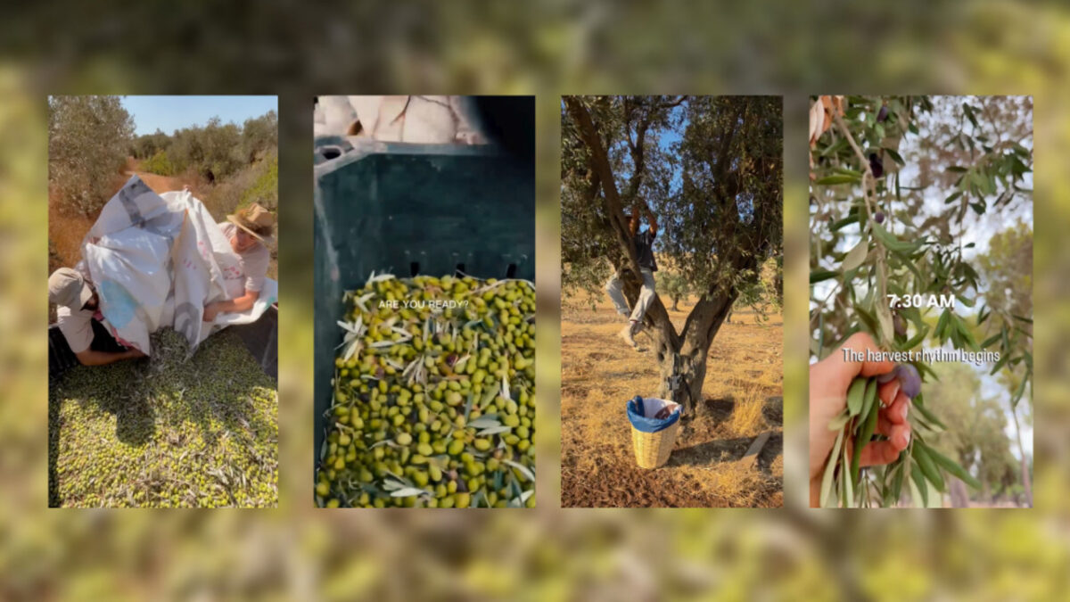 Israel — West Bank Olives: Whose Harvest, Whose Propaganda? (featured)