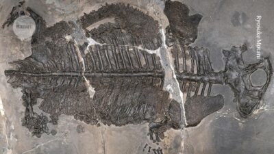 Evolutionary — Ancient armored amphibian forces evolutionary rethink: What AI reveals (featured)