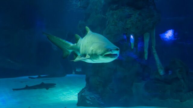 shark — Shark Attack: A Wake-Up Call for Coastal Tourism? (featured)