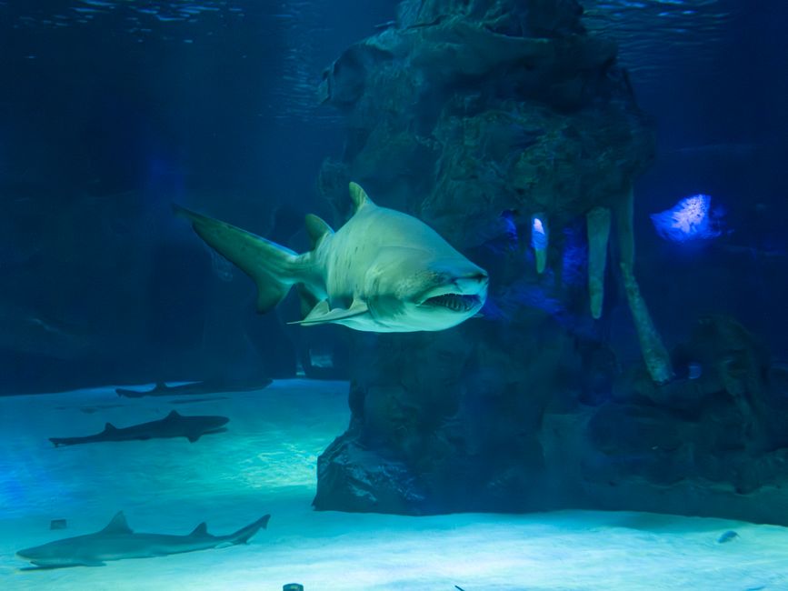 shark — Shark Attack: A Wake-Up Call for Coastal Tourism? (featured)