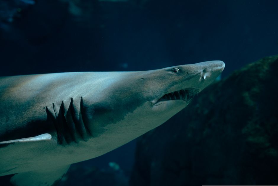 shark — Shark Attack: A Wake-Up Call for Coastal Tourism? (inline 1)