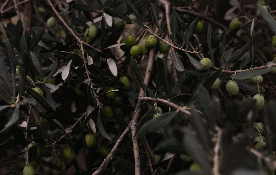 Israel — West Bank Olives: Whose Harvest, Whose Propaganda? (inline 2)